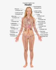 Right Side Female Anatomy Organs, HD Png Download, Transparent PNG