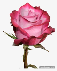 Roses Beautiful Hd Photos - Blue Rose Pic Hd Download, HD Png Download, Transparent PNG