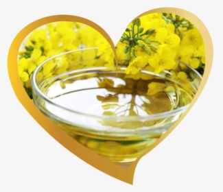 Canola Cooking Oil - Difference Between Mustard Plant And Rape Seed Plant, HD Png Download, Transparent PNG
