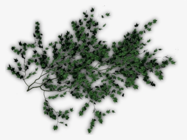 24 Mar - Photoshop Creeper Plants Png, Transparent Png, Transparent PNG