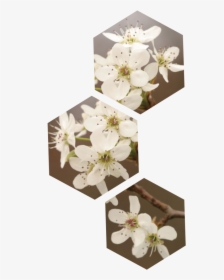If You Wait Until Summer, These Trees Will Be Hard - Cherry Blossom, HD Png Download, Transparent PNG