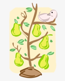 Transparent Pear Tree Png - Partridge In A Pear Tree Vector, Png Download, Transparent PNG