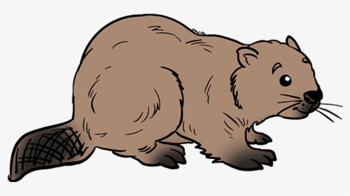 How To Draw Beaver - Step By Step Beaver Easy Drawing, HD Png Download, Transparent PNG