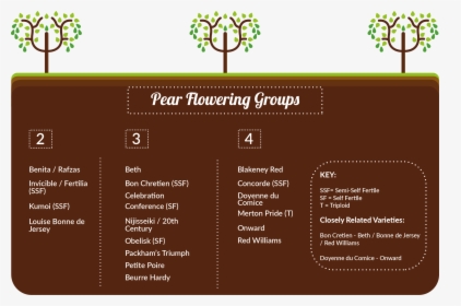 Pear Trees Pollination Group C, HD Png Download, Transparent PNG