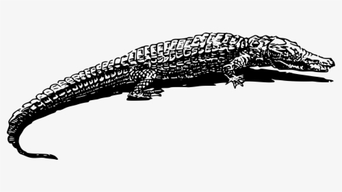 Amphibian Drawing Reptile - Crocodile Black & White, HD Png Download, Transparent PNG