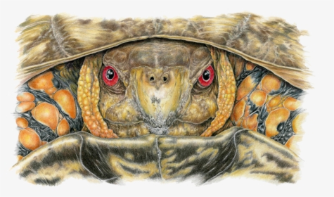 Transparent Reptile Eye Png - Tortoise, Png Download, Transparent PNG