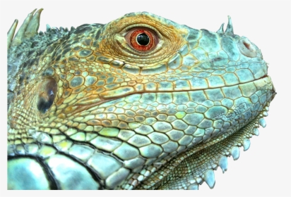 Iguana, Reptile, Lizard, Green, Blue, Face, Scale - Lizard Scales, HD Png Download, Transparent PNG