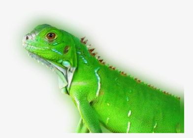 Transparent Reptile Eye Png - Tropical Animal Png, Png Download, Transparent PNG