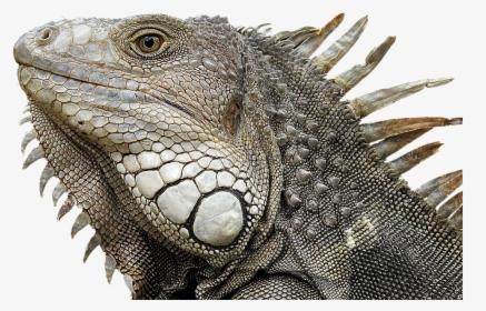 Iguana, Portrait, Profile, Close Up, Reptile - Reptile Profile, HD Png Download, Transparent PNG