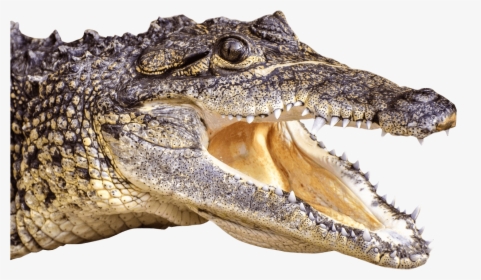 Crocodile,saltwater Crocodile,american - Alligator Png, Transparent Png, Transparent PNG