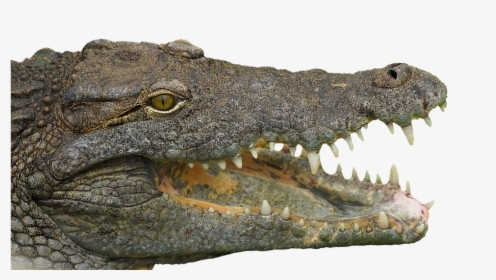 Reptile, Tooth, Animal, Crocodile, Teeth, Dangerous - Transparent Crocodile Head, HD Png Download, Transparent PNG
