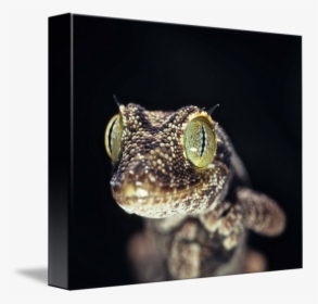 Clip Art Gecko Eye - Gecko, HD Png Download, Transparent PNG