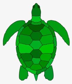 Turtle, Animal, Reptile, Water, Green, Ocean, Shell - Sea Turtle Shell Cartoon, HD Png Download, Transparent PNG