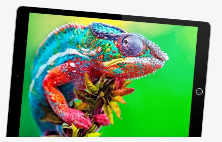 Colorful Chameleon, HD Png Download, Transparent PNG