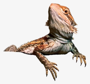 Reptile,iguania,dragon Lizard,agama,terrestrial Character,iguanidae - Bearded Dragon Transparent Background, HD Png Download, Transparent PNG