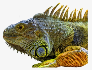 Lizard Png - Uguana Colourful, Transparent Png, Transparent PNG