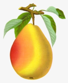 Pear Transparent Png - Vintage Pear Png, Png Download, Transparent PNG