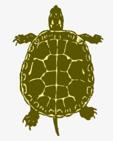 Turtle From Birds Eye View, HD Png Download, Transparent PNG