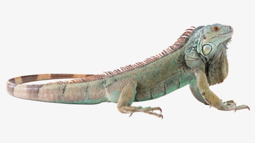 Lizard Png - Transparent Background Iguana Png, Png Download, Transparent PNG