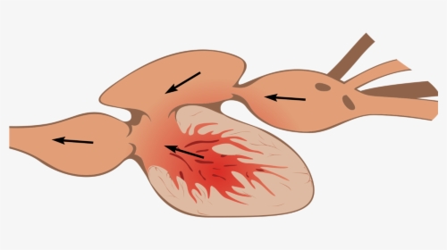 Fish Heart Anatomy, HD Png Download, Transparent PNG