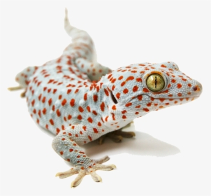 Placeholder - Tokay Gecko White Background, HD Png Download, Transparent PNG