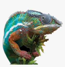 Image48 - 25 Most Beautiful Animal, HD Png Download, Transparent PNG