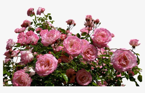 Roses, Pink, Bush, Flowers, Garden, Nature, Plant - Transparent Background Rose Bush Png, Png Download, Transparent PNG