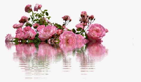 Roses Flowers Nature Flower Rose Bloom Rose Blooms - Transparent Background Rose Bush Png, Png Download, Transparent PNG