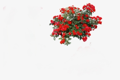 #rosebush #roses - Red Rose Bush Png, Transparent Png, Transparent PNG