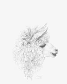 Sketch, HD Png Download, Transparent PNG