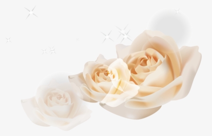 Transparent White Rose Bush Png - Garden Roses, Png Download, Transparent PNG