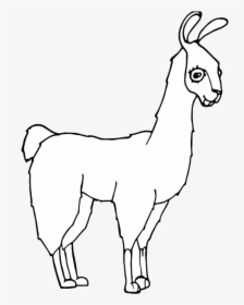 Llama, HD Png Download, Transparent PNG