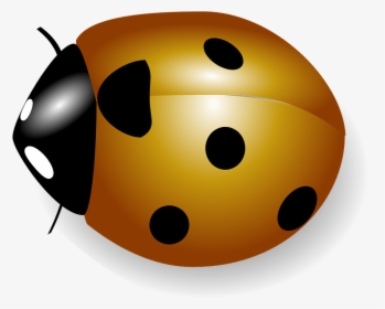Orange Ladybug Png, Transparent Png, Transparent PNG