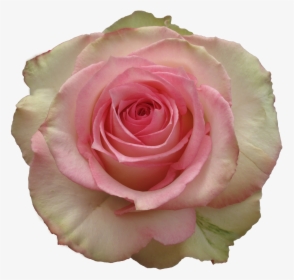 Light Pink Rose, HD Png Download, Transparent PNG