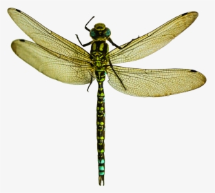 Dragonfly Png Transparent Image - Dragonfly Png, Png Download, Transparent PNG