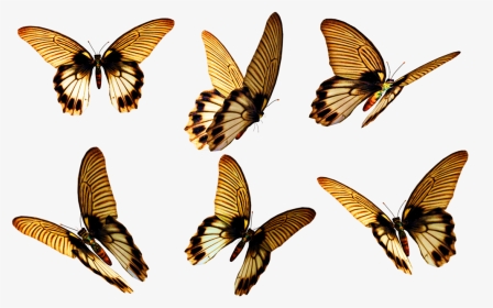 Flying Butterfly Png Free Download - Free Butterfly Png, Transparent Png, Transparent PNG