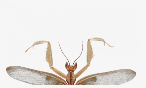 Predation On Pollinating Insects Shaped The Evolution - Orchid Praying Mantis Transparent, HD Png Download, Transparent PNG