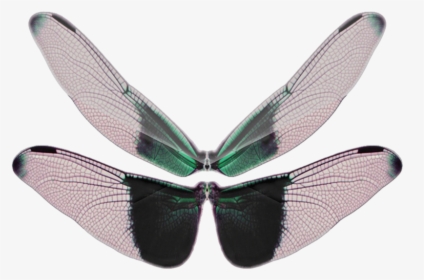 Butterfly Wings, HD Png Download, Transparent PNG