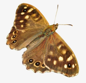 Butterfly Png Image - Butterfly Png, Transparent Png, Transparent PNG