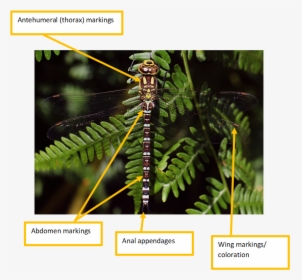 Dragonflies And Damseflies, HD Png Download, Transparent PNG