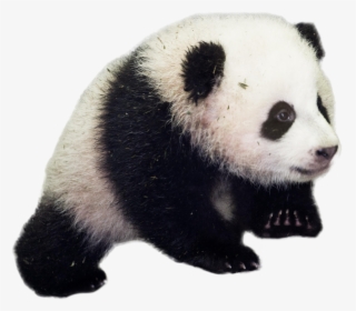 Giant Panda Transparent Background - Good Morning Baby Panda, HD Png Download, Transparent PNG