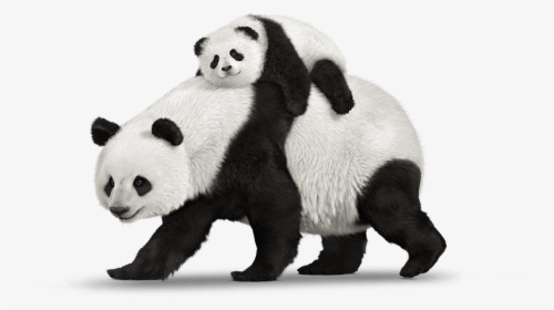 Panda, Telus Hand Down Smartphones Mobility Telusm - Real Pandas Png, Transparent Png, Transparent PNG