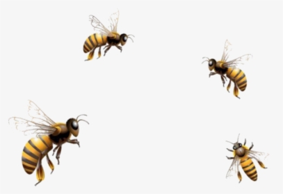 #mq #bees #bee #insect #flying #fly - Flying Honey Bee Png, Transparent Png, Transparent PNG