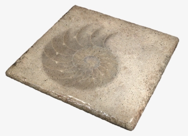 Seashell Stone Table - Circle, HD Png Download, Transparent PNG