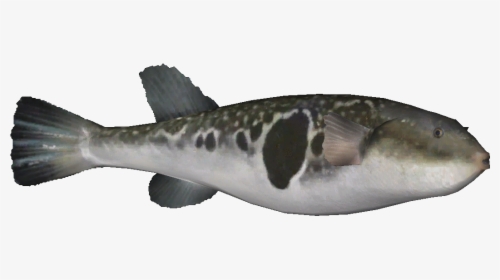 Japanesepuffer - Spotted Weakfish, HD Png Download, Transparent PNG