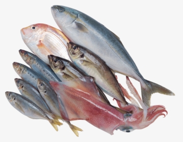 Aquarium Filter Png - Food Fish Transparent Background, Png Download, Transparent PNG