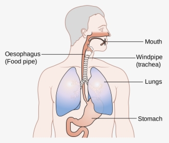 Showing The Position Of The Oesophagus Cruk - Position Of Oesophagus And Trachea, HD Png Download, Transparent PNG