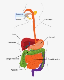 Health - Human Digestive System, HD Png Download, Transparent PNG