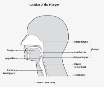 Diagram, HD Png Download, Transparent PNG