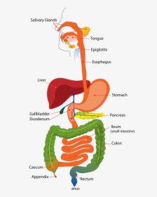 Simple Diagram Of The Digestive System, HD Png Download, Transparent PNG